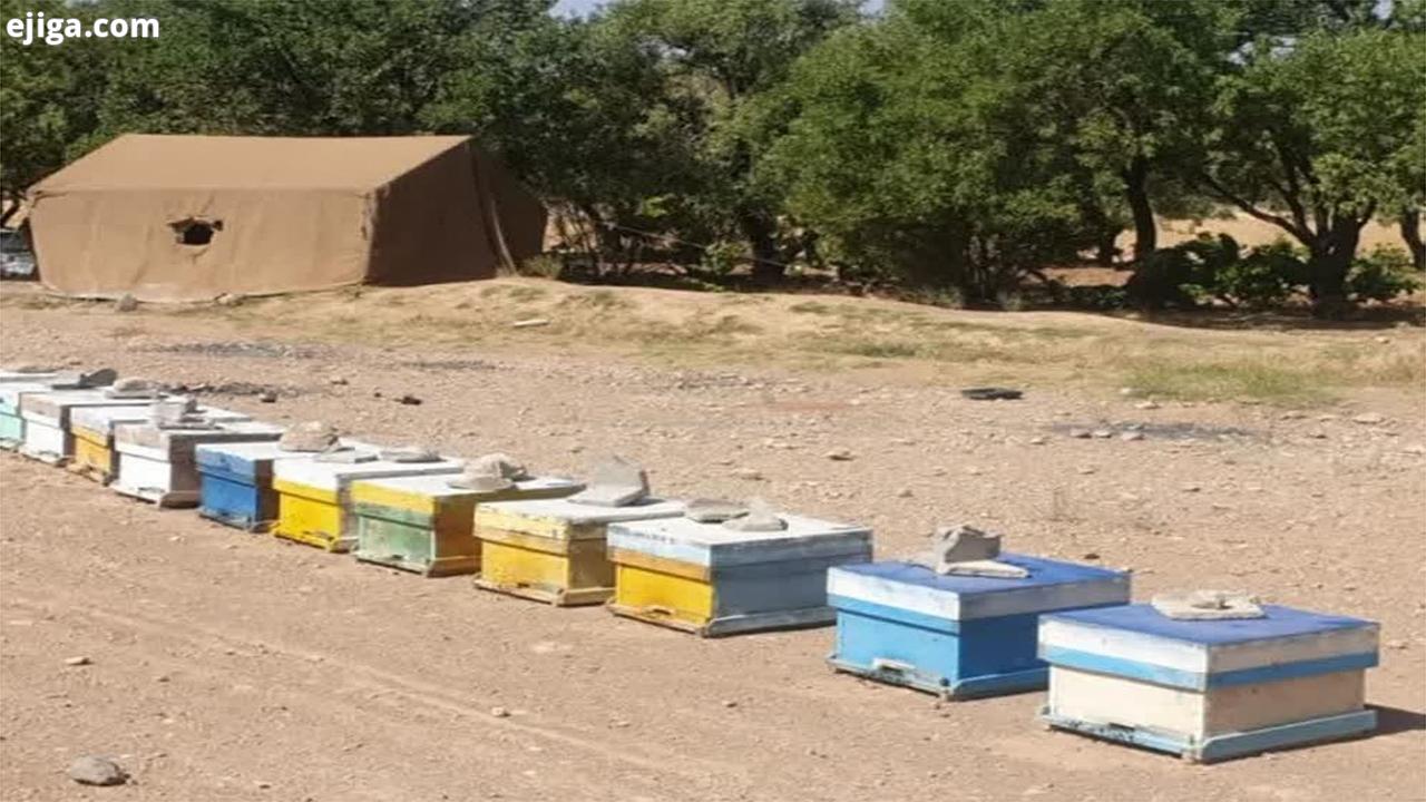 تولید ۱۲۵۰۰ تن عسل در استان فارس